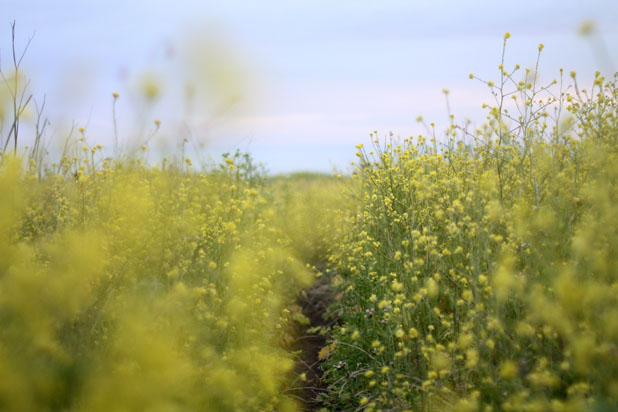 yellow-field-of-flowers-pacifica