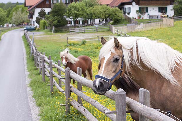 Bavaria horses