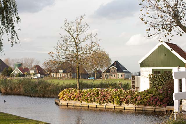 Broek In Waterland sheep