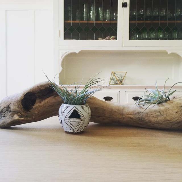 7 Ways to Display Air Plants | Like Fresh Laundry