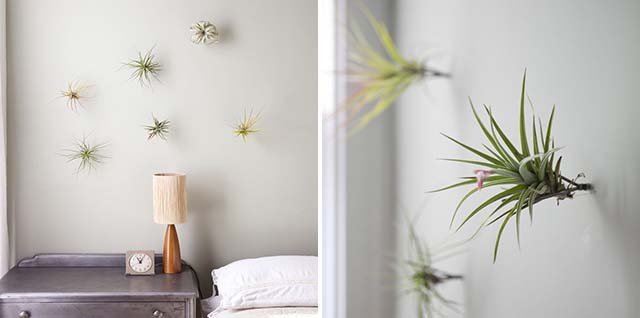 7 Ways to Display Air Plants | Like Fresh Laundry