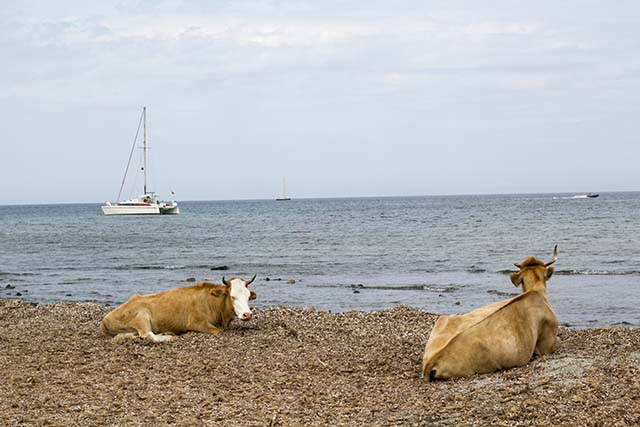 Island cows on Barcaggio Beach, Corsica | Like Fresh Laundry